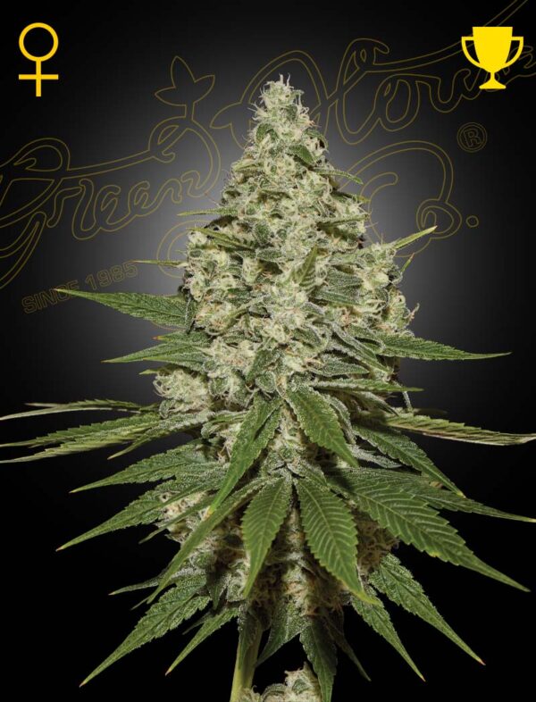 Green House Seed Co. Super Lemon Haze Fem. 3St.