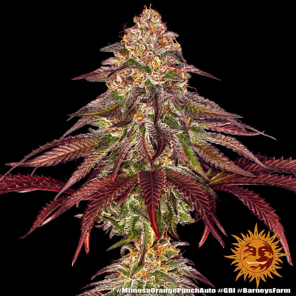 Barneys Farm Mimosa x Orange Punch Auto Fem. 3St.