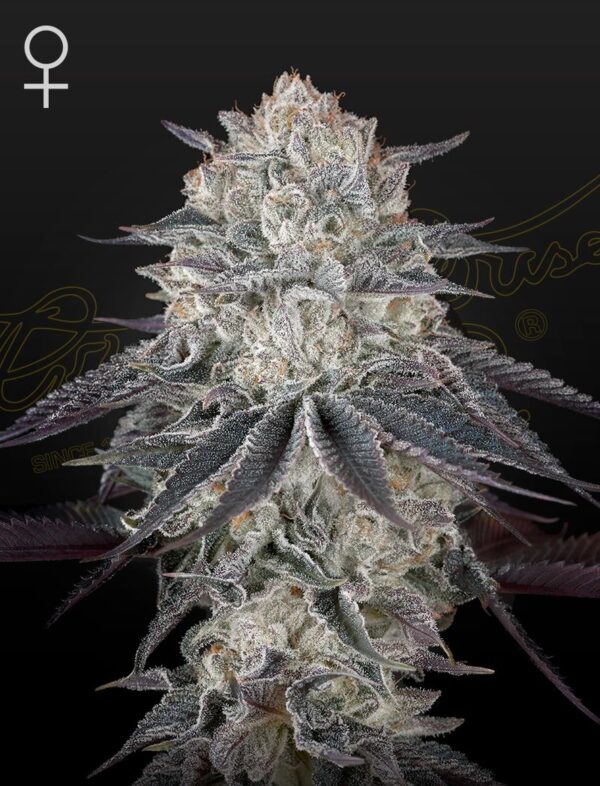 Green House Seed Co. Fullgas Fem. 3St.
