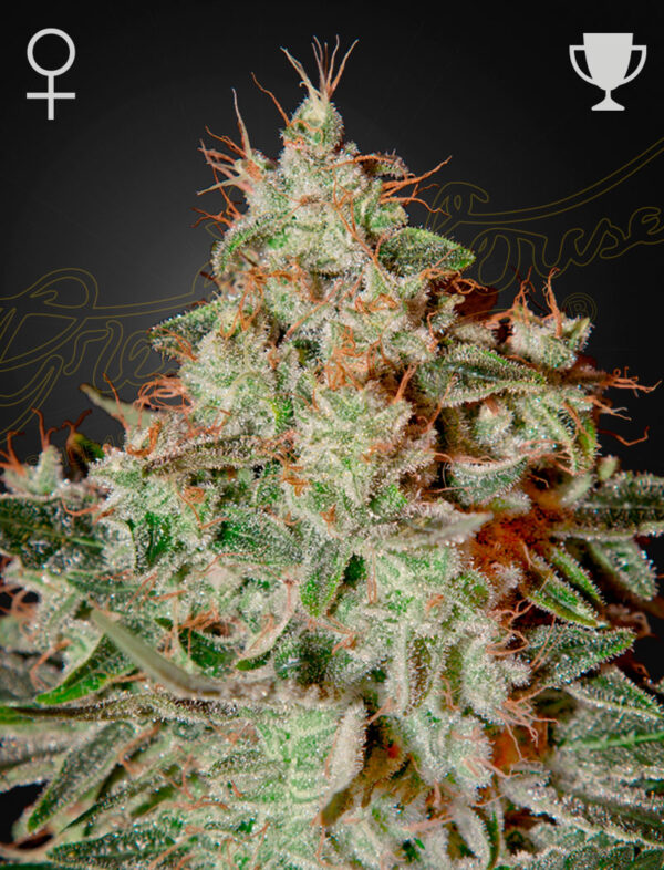 Green House Seed Co. Lemon Skunk Fem. 3St.
