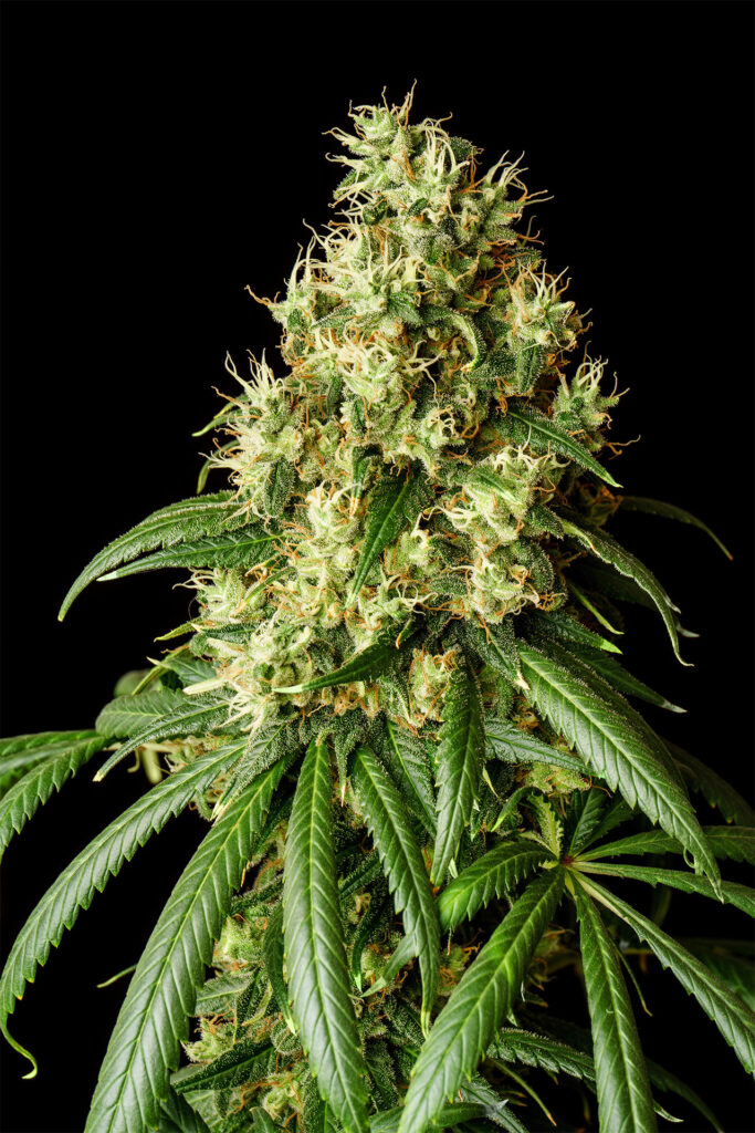 Kannabia Mimosa Dream Fem. 3St.
