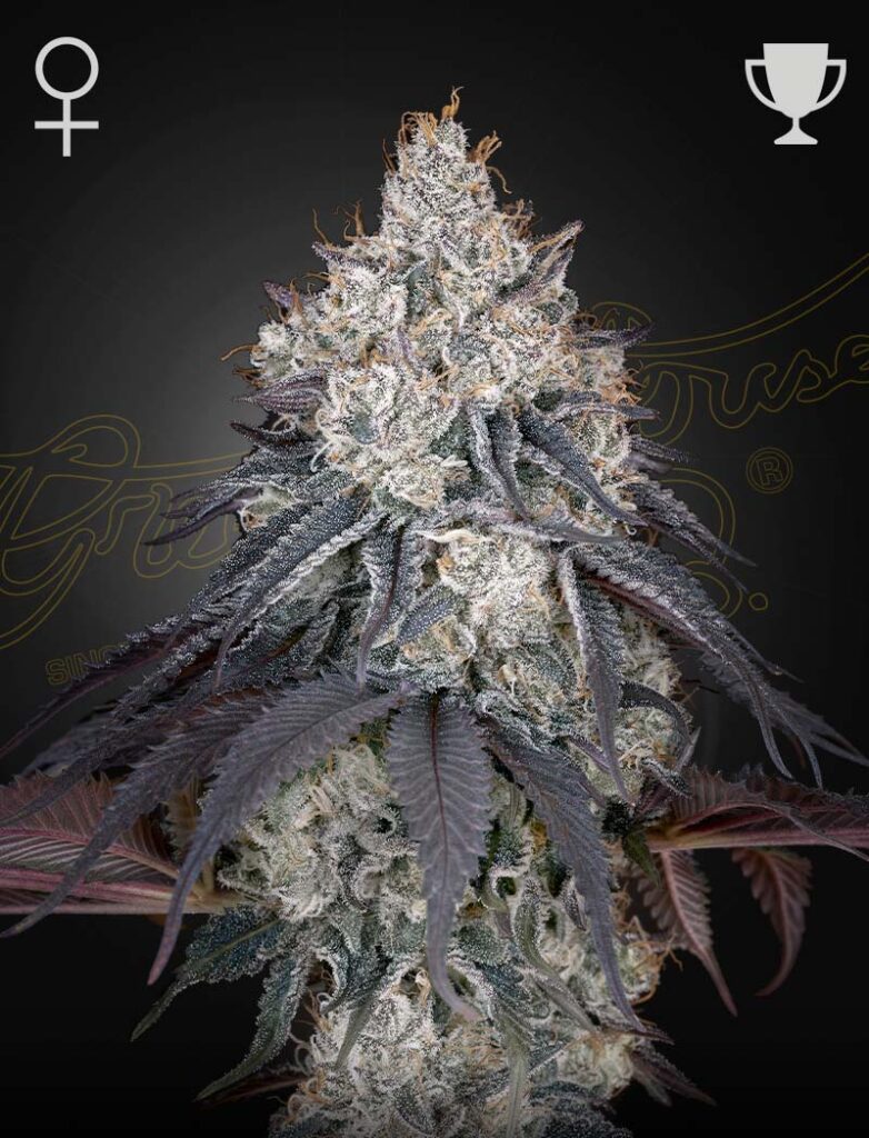 Green House Seed Co. Lemon Orange Fem. 3St.