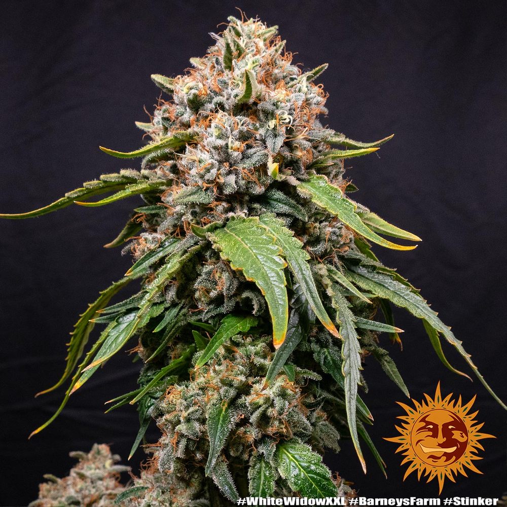 Barneys Farm White Widow XXL Fem. 3St.