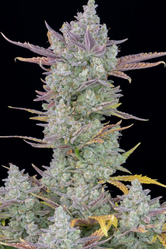 Fast Buds Gorilla Cookies Auto Fem 3St.