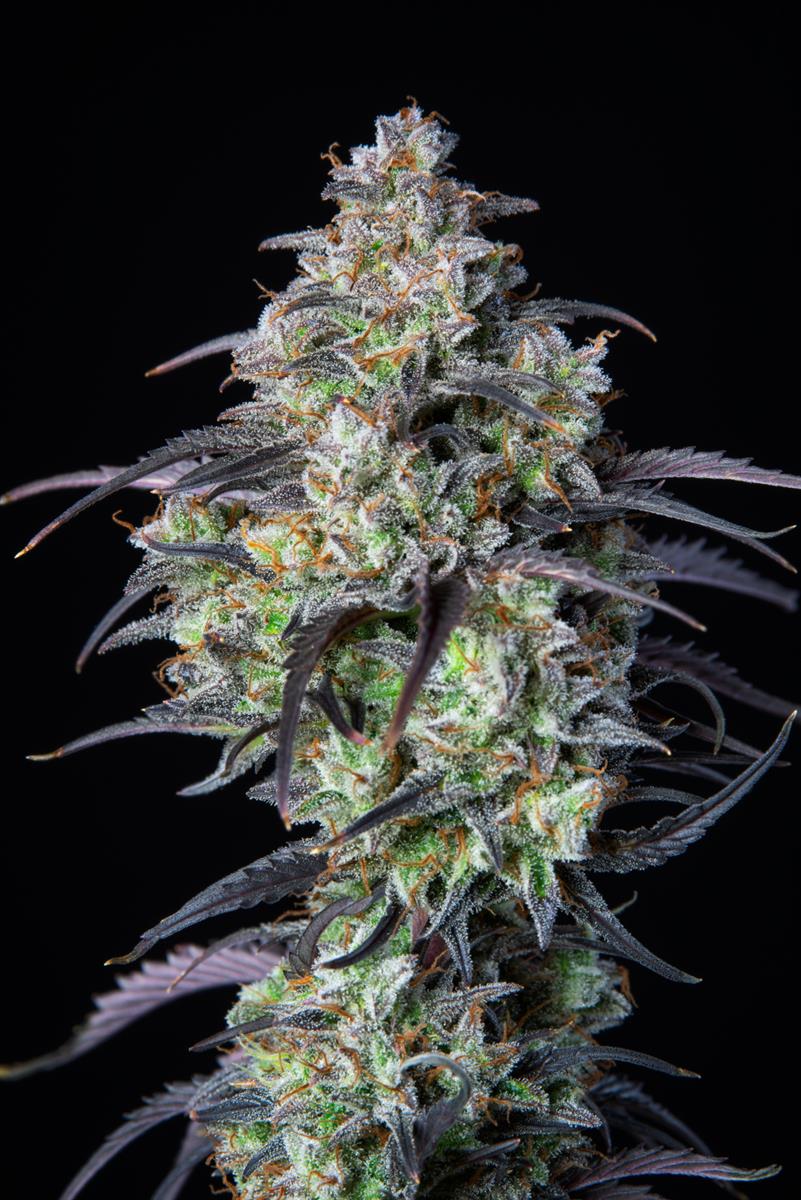Fast Buds Mimosa Cake Auto Fem 3St.