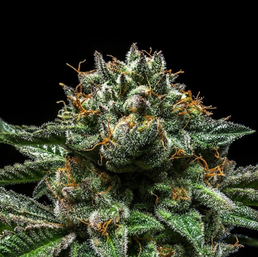 Ripper Seeds Chempie Fem 3St.