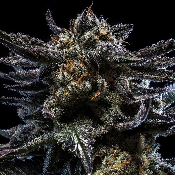 Ripper Seeds Zombie Kush Auto Fem 3St.