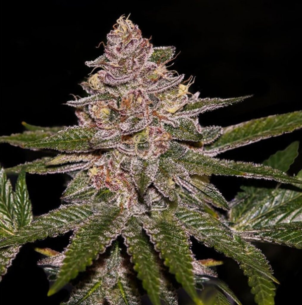 Ripper Seeds Radical Juice Fem 3St.