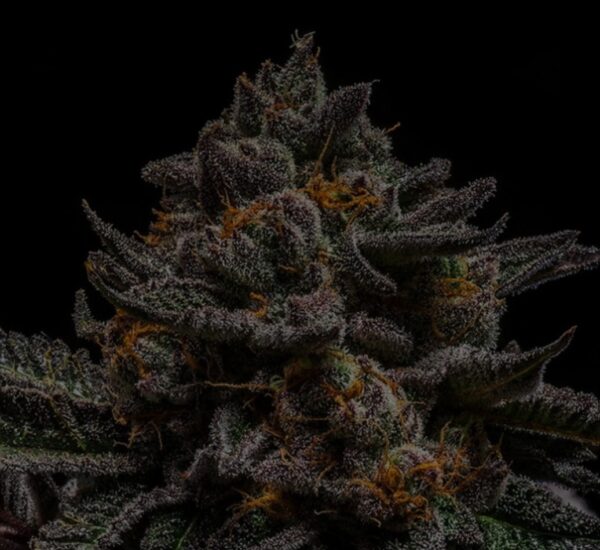 Ripper Seeds Brain Cake Fem 3St.