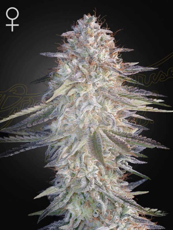 Green House Seed Co. Super Lemon Haze x Pink Candy Fem 3St.