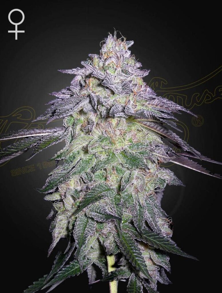 Green House Seed Co. Nori Cake Fem 3St.