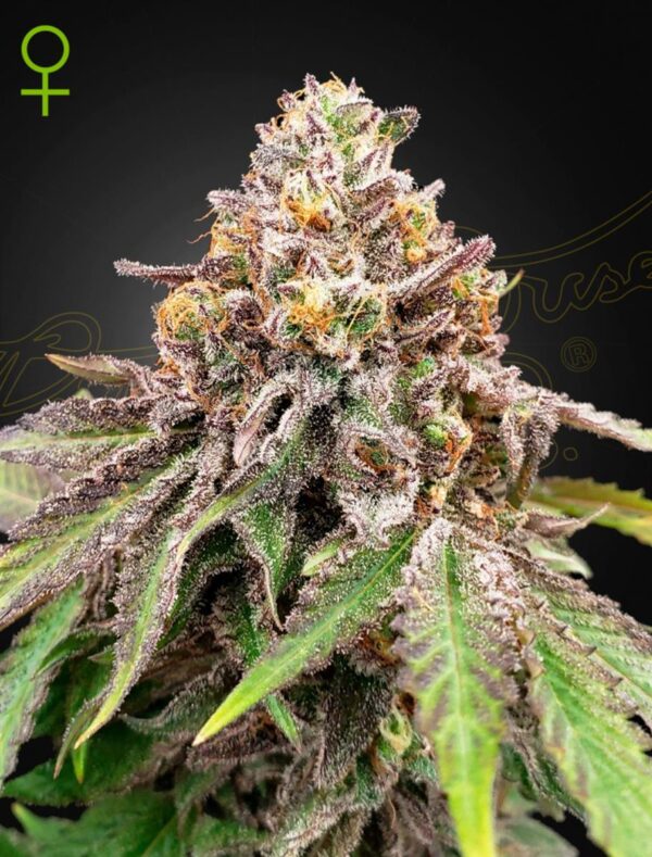 Green House Seed Co. Blue Haze x Gelato 41 Auto Fem 3St.