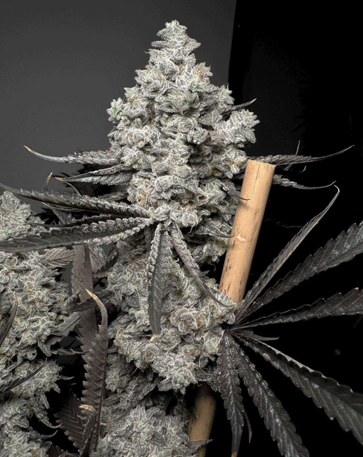 Solfire Gardens Barf Breath Fem 6St.