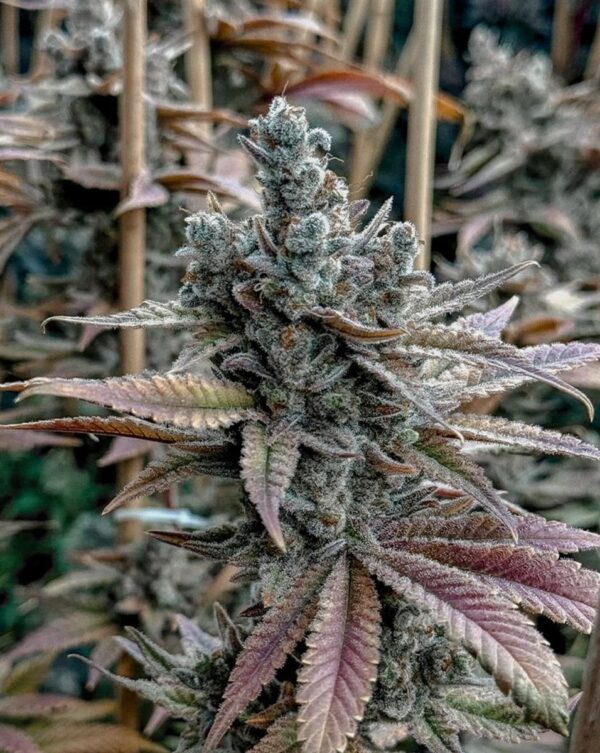 Solfire Gardens Lemon Elixir Fem 6St.