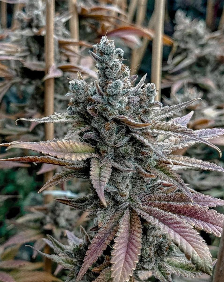 Solfire Gardens Lemon Elixir Fem 6St.
