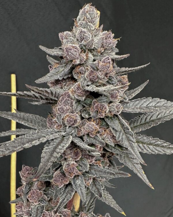 Solfire Gardens Sinferno Fem 3St.