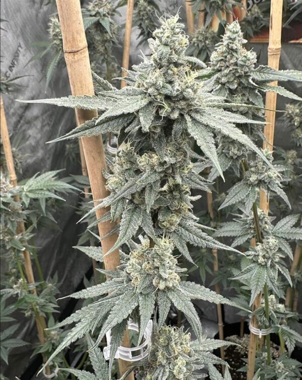 Solfire Gardens Sundae Supper Fem 3St.