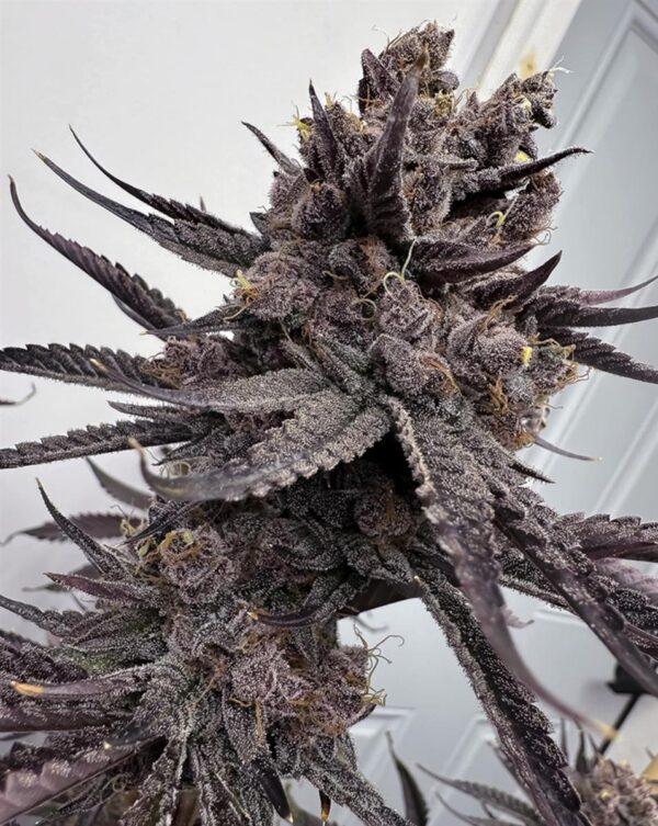 Solfire Gardens Trap God Fem 6St.